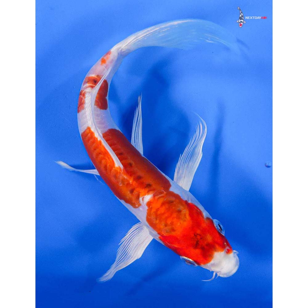 7” Imported Kikusui Butterfly Koi