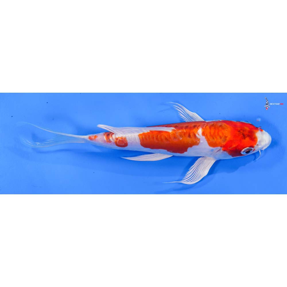 7” Imported Kikusui Butterfly Koi