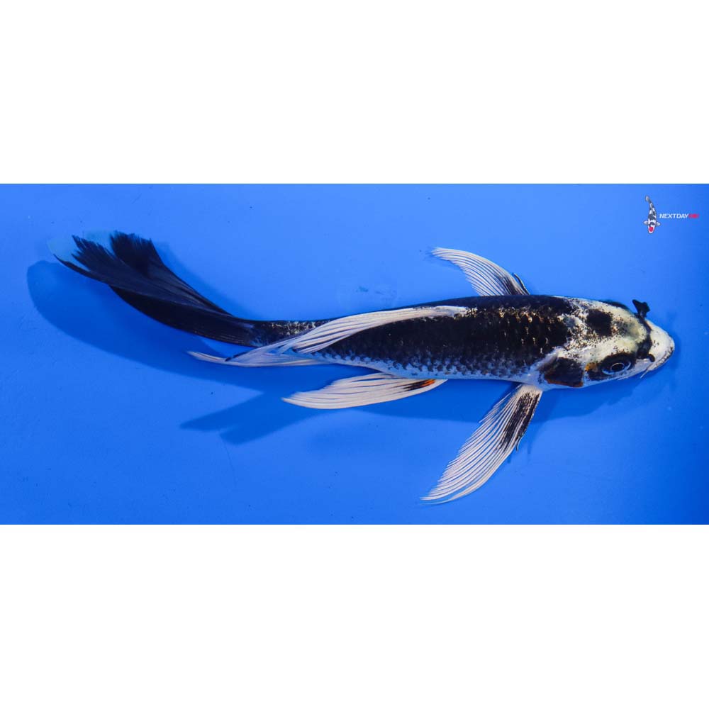 7” Imported Gin Matsuba Butterfly Koi