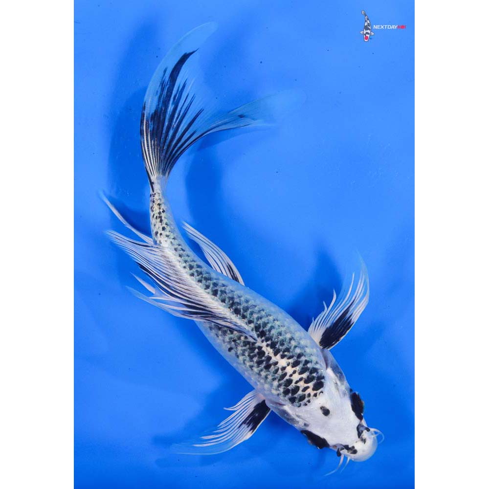 7.5” Imported Gin Matsuba Butterfly Koi