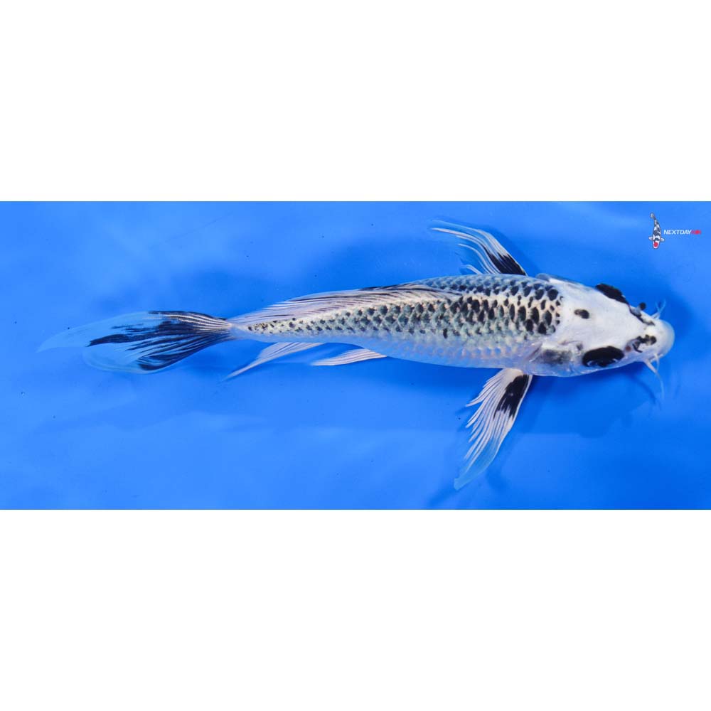7.5” Imported Gin Matsuba Butterfly Koi