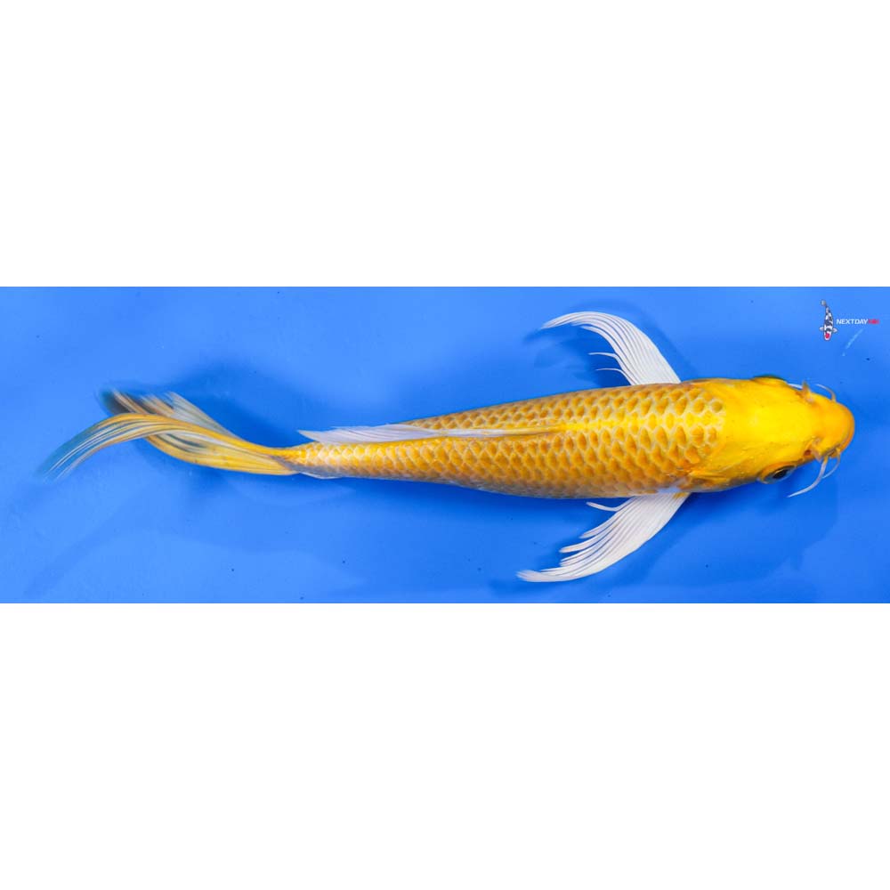7.5” Imported Yamabuki Ogon Butterfly Koi