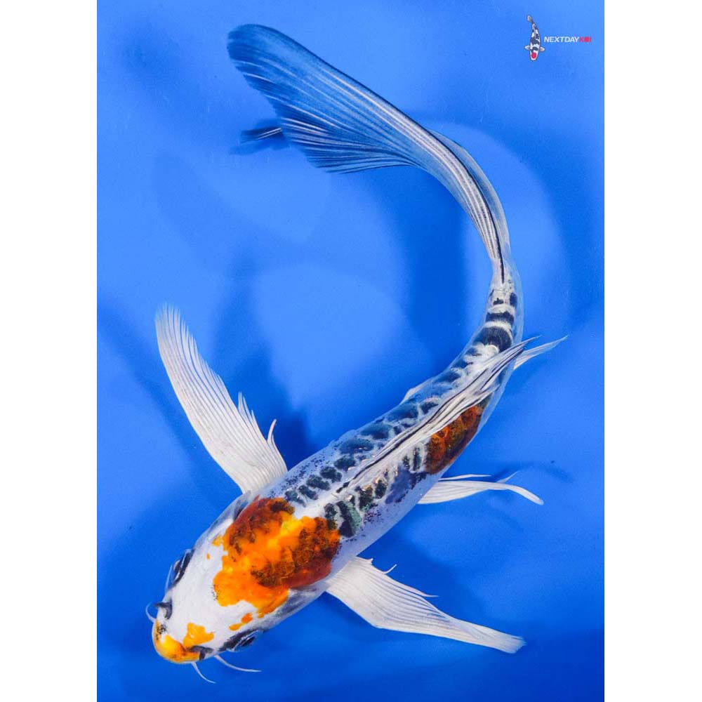 7.5” Imported Doitsu Kujaku Butterfly Koi