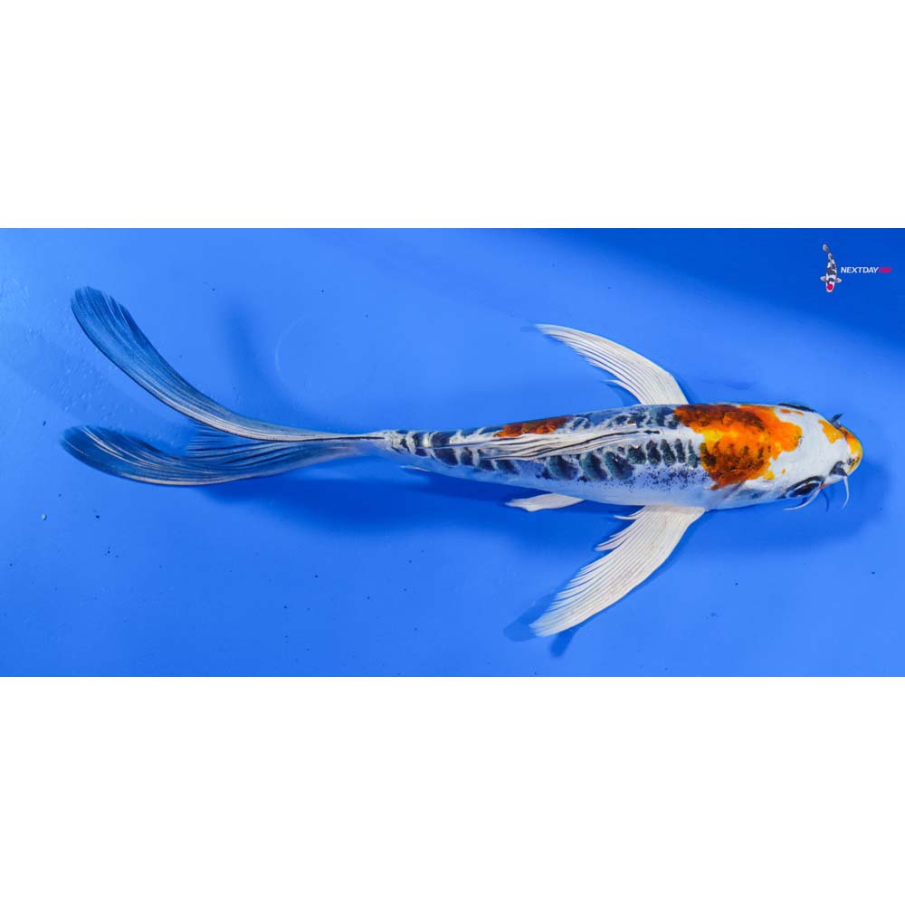 7.5” Imported Doitsu Kujaku Butterfly Koi