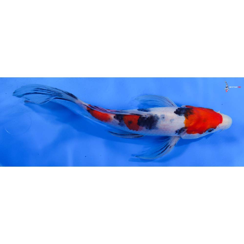 7.5” Imported Sanke Butterfly Koi