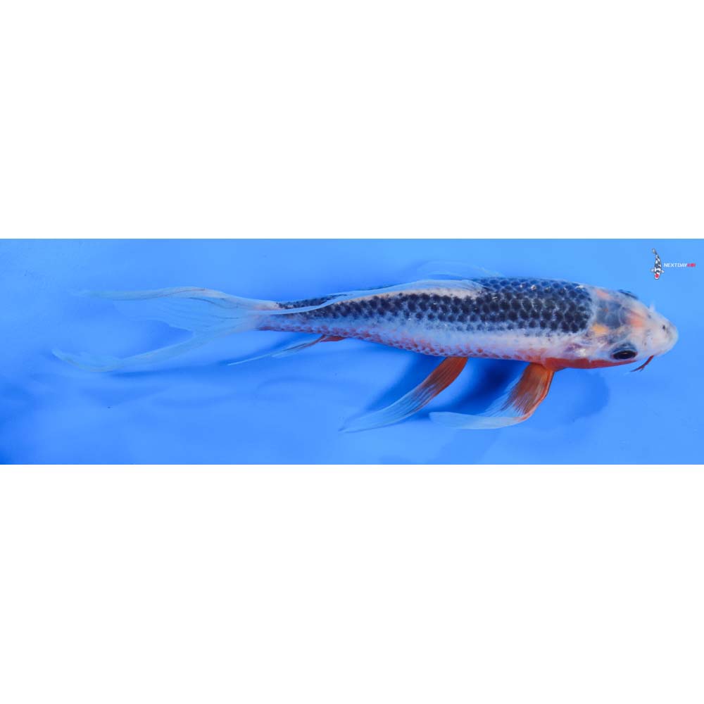 7” Imported Asagi Butterfly Koi