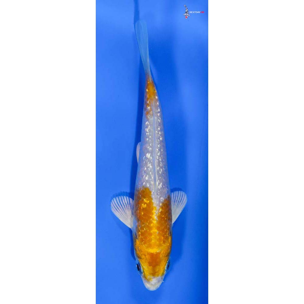 4” Imported Gin Rin Hariwake