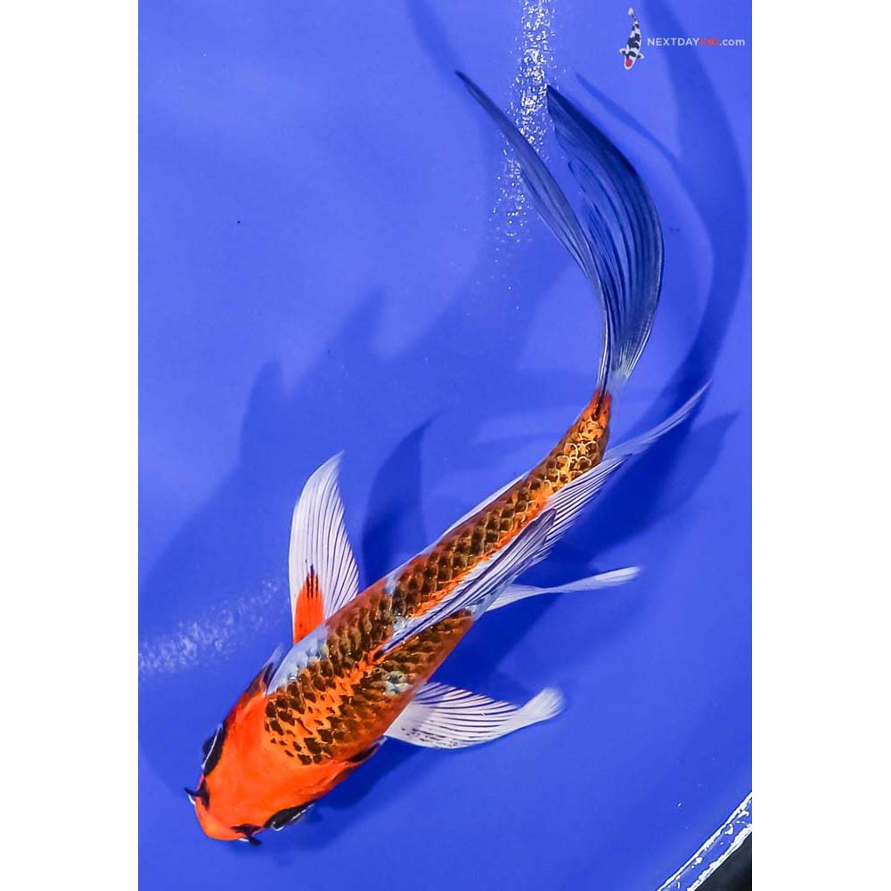 5.5” Imported Kujaku Butterfly Koi