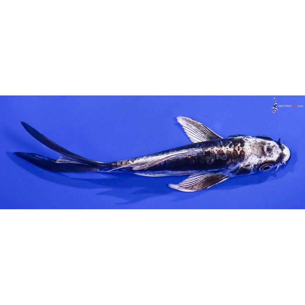 5” Imported Kikokuryu Butterfly Koi