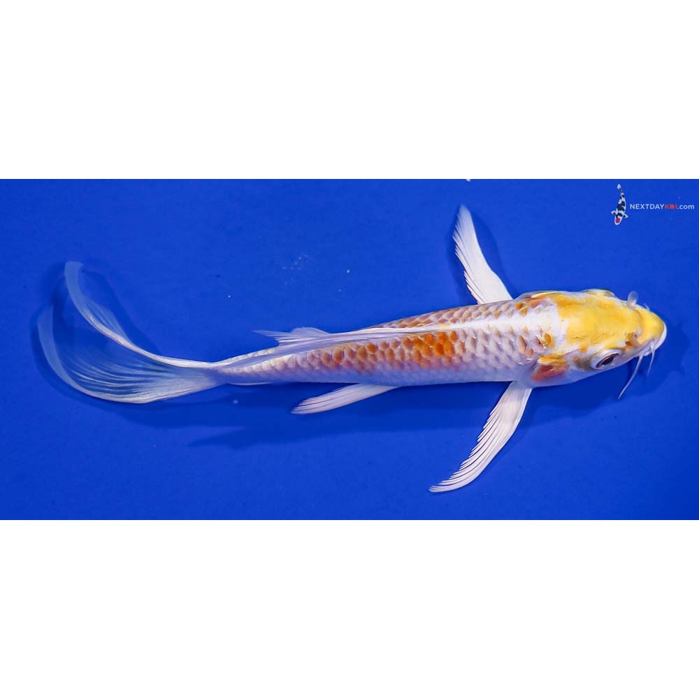 6” Imported Lemon Hariwake Butterfly Koi