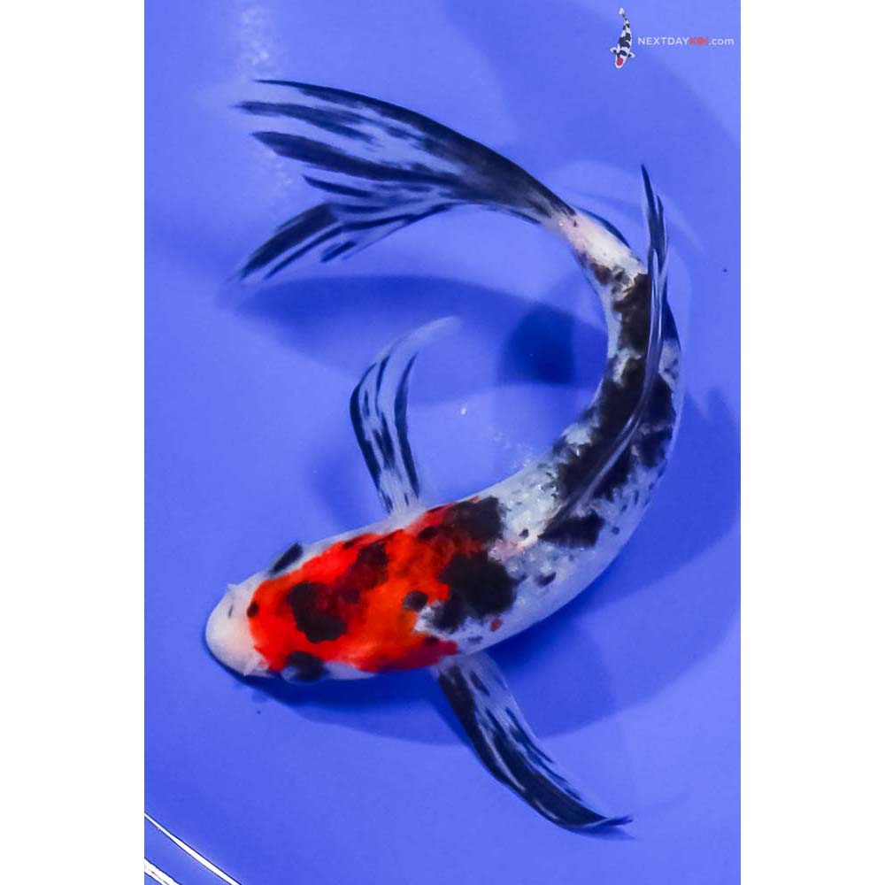 6” Imported Sanke Butterfly Koi
