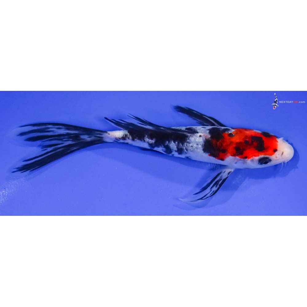 6” Imported Sanke Butterfly Koi