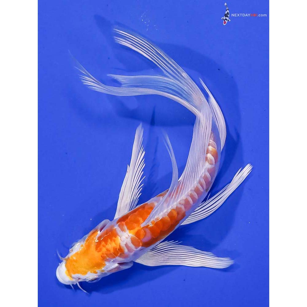 6” Imported Kikusui Butterfly Koi
