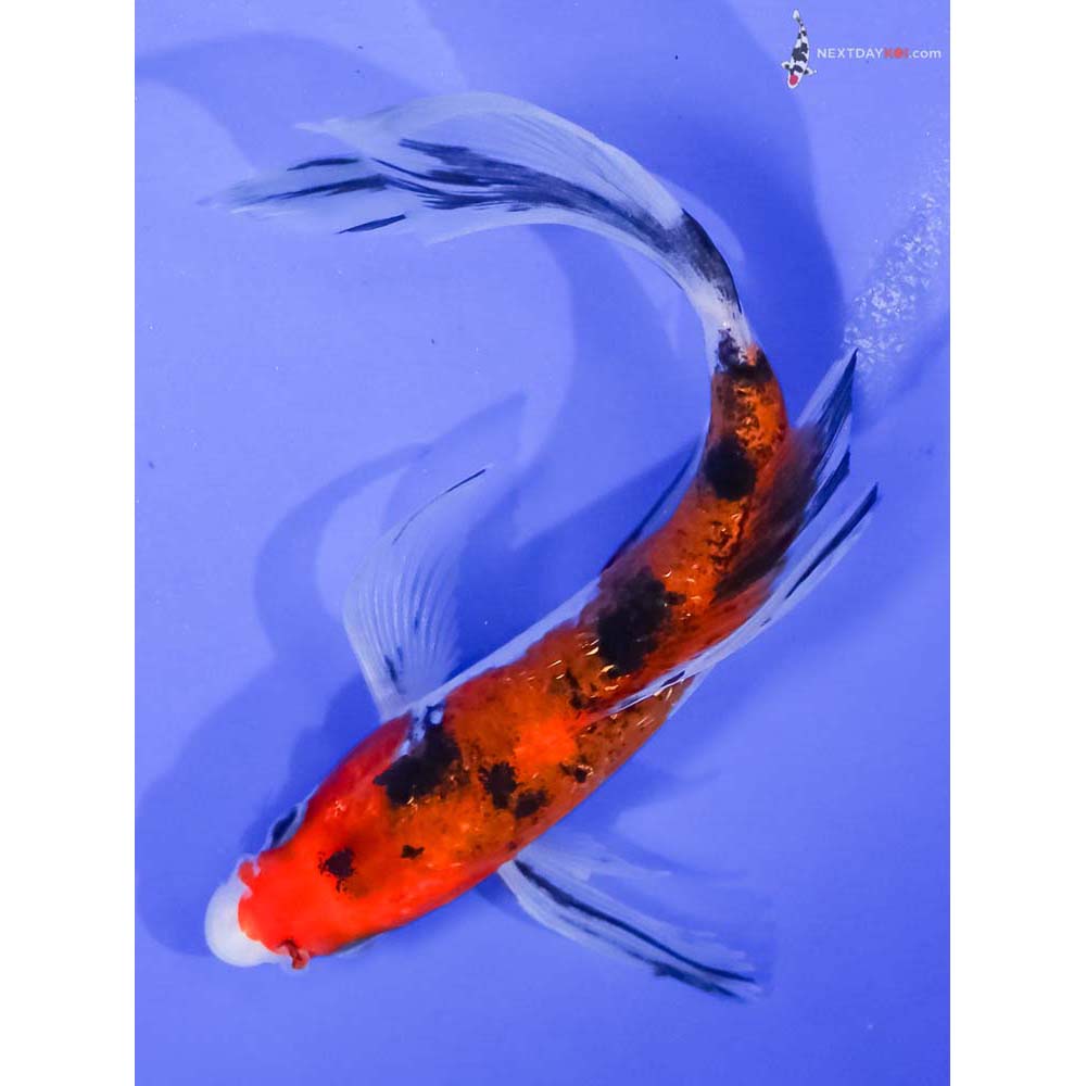 6” Imported Aka Sanke Butterfly Koi
