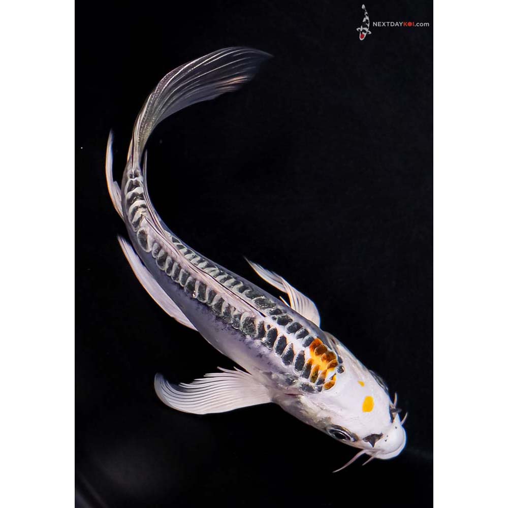 6” Imported Doitsu Blue Kujaku Butterfly Koi