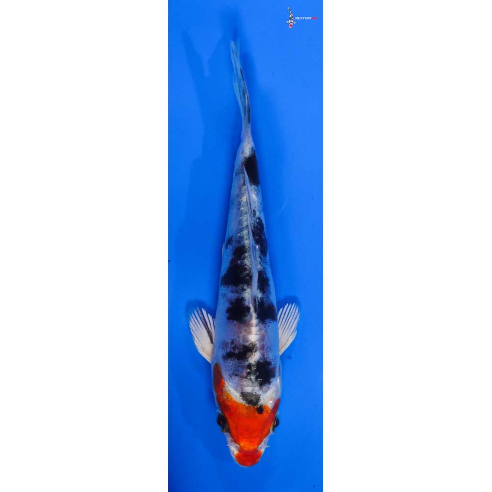 5” Imported Heisei Nishiki