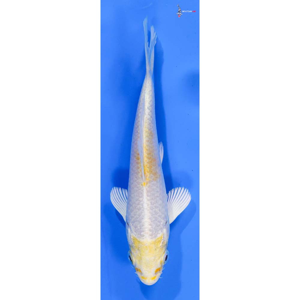 5” Imported Lemon Hariwake