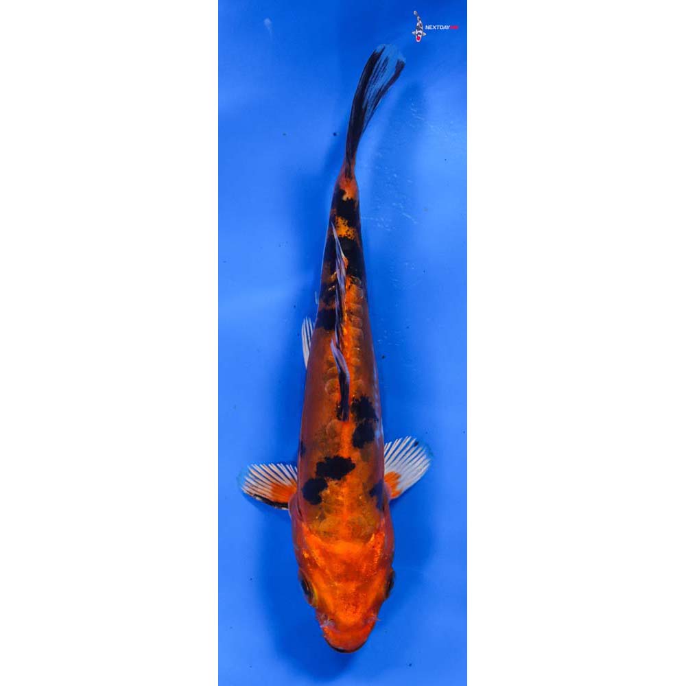 5.5” Imported Doitsu Kin Aka Bekko