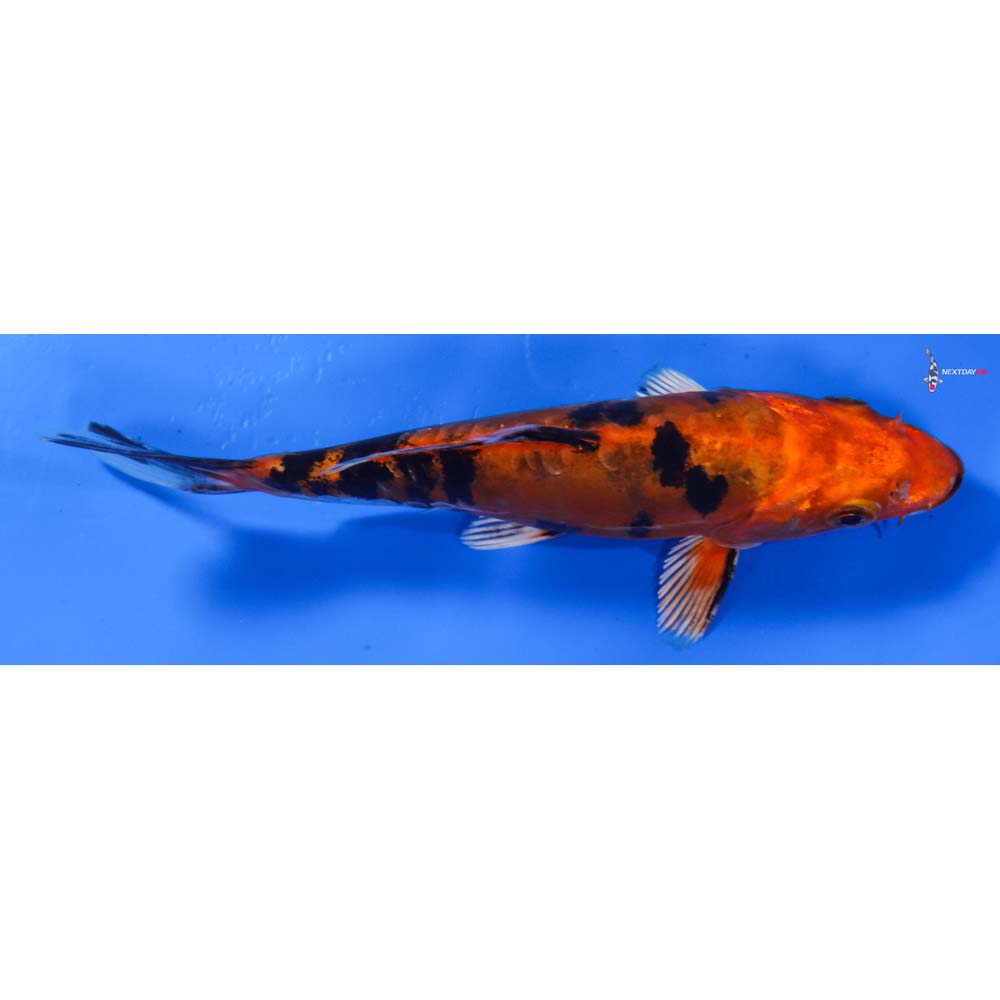 5.5” Imported Doitsu Kin Aka Bekko
