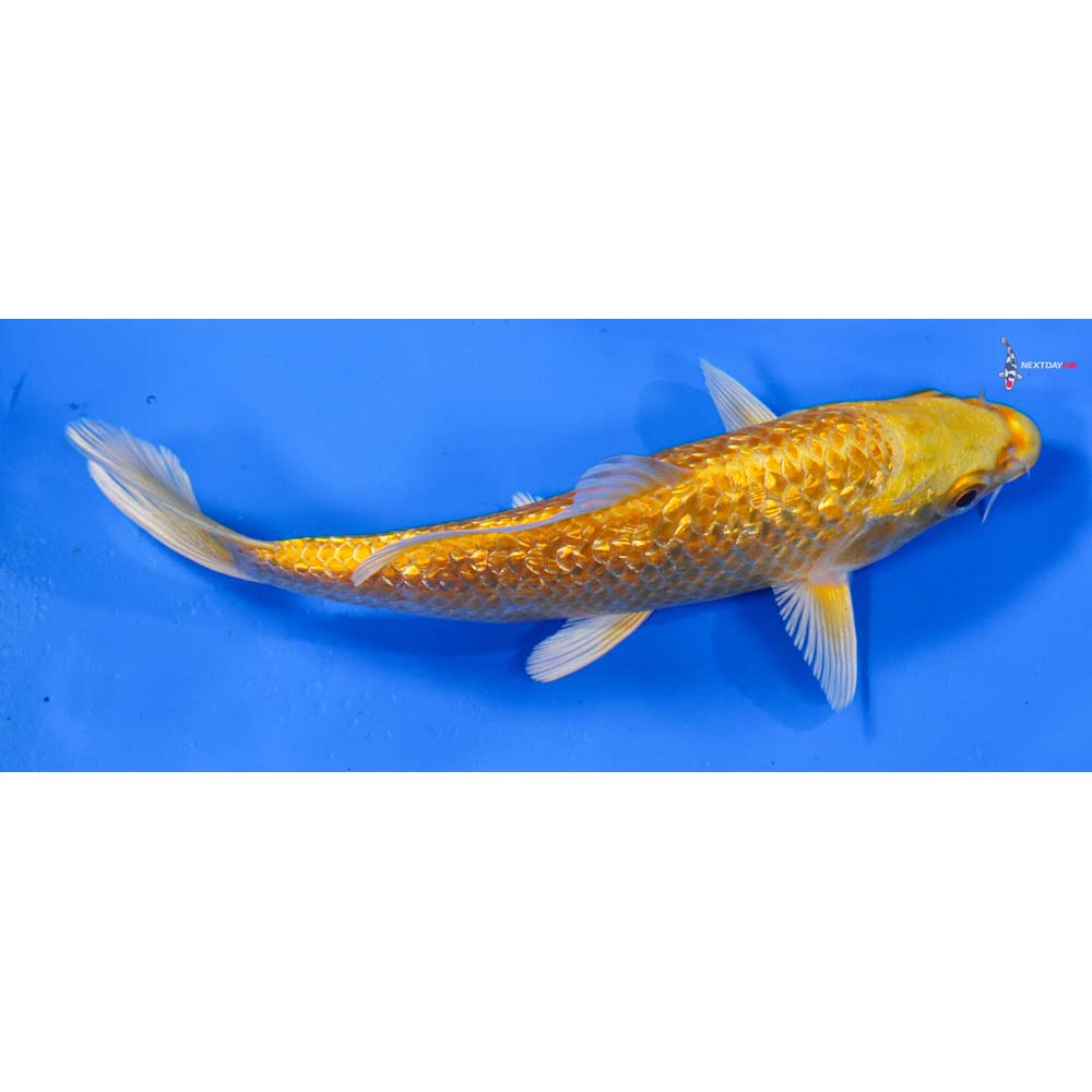 5.5” Imported Gin Rin Yamabuki Ogon