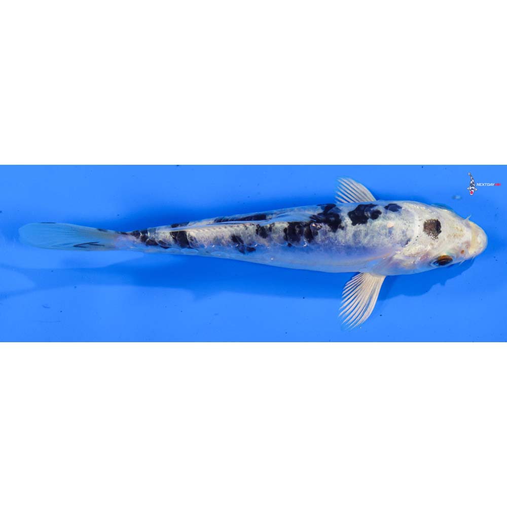 5.5” Imported Doitsu Gin Shiro Bekko