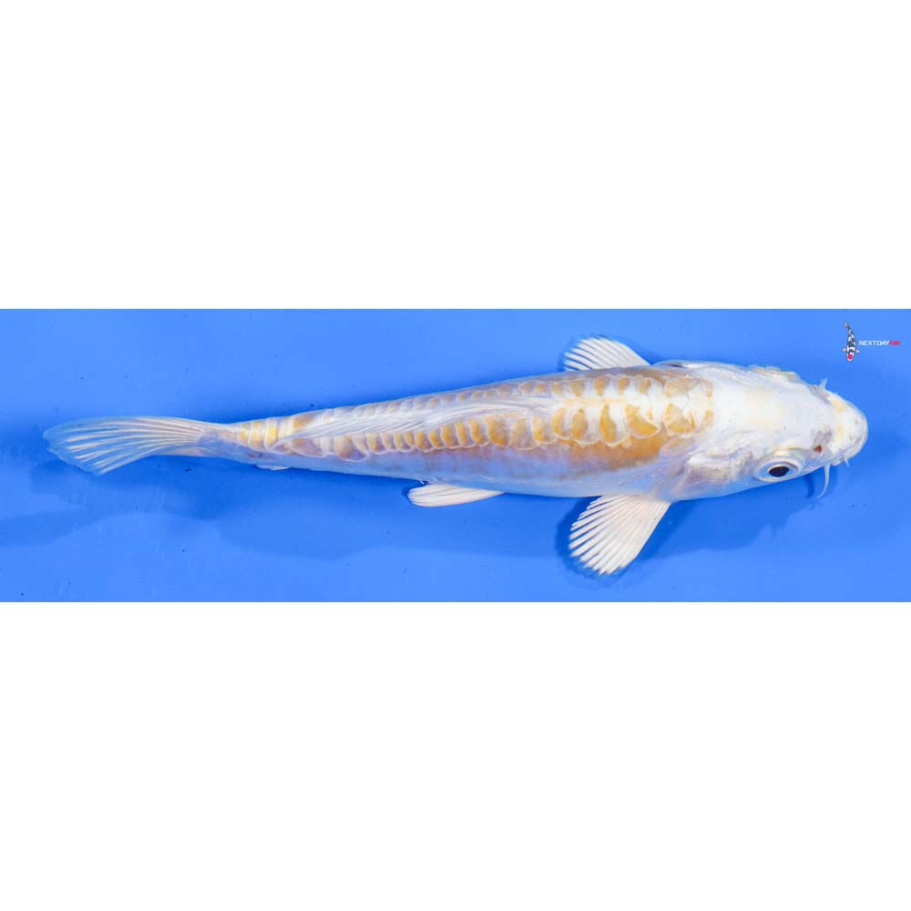 5.5” Imported Doitsu Lemon Hariwake