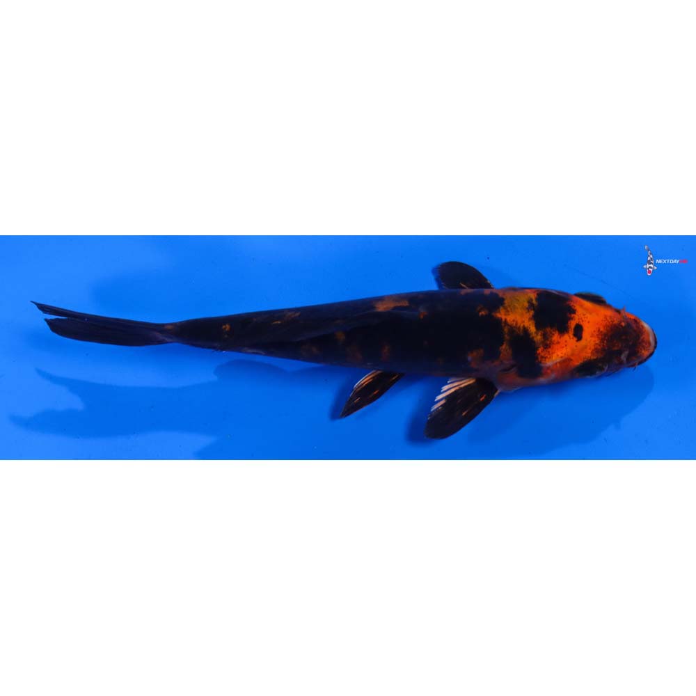 6” Imported Doitsu Kin Aka Bekko