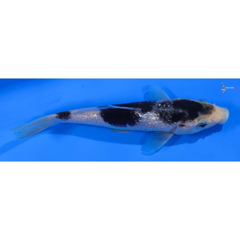 6” Imported Gin Rin Goromo