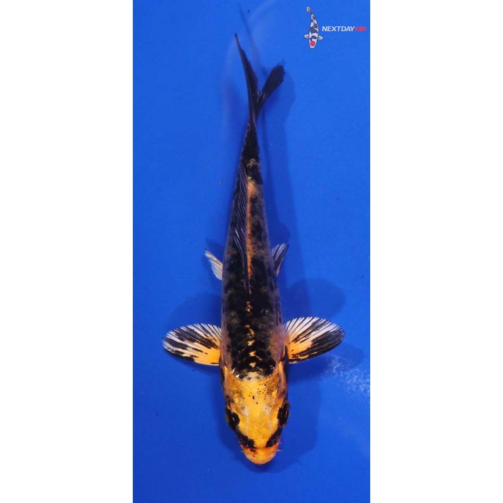 4” Imported Aka Bekko