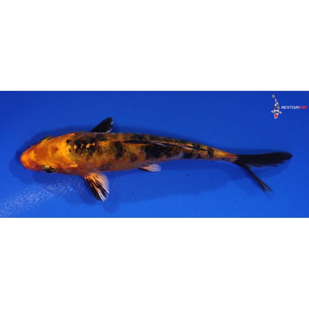 4.5” Imported Doitsu Aka Bekko