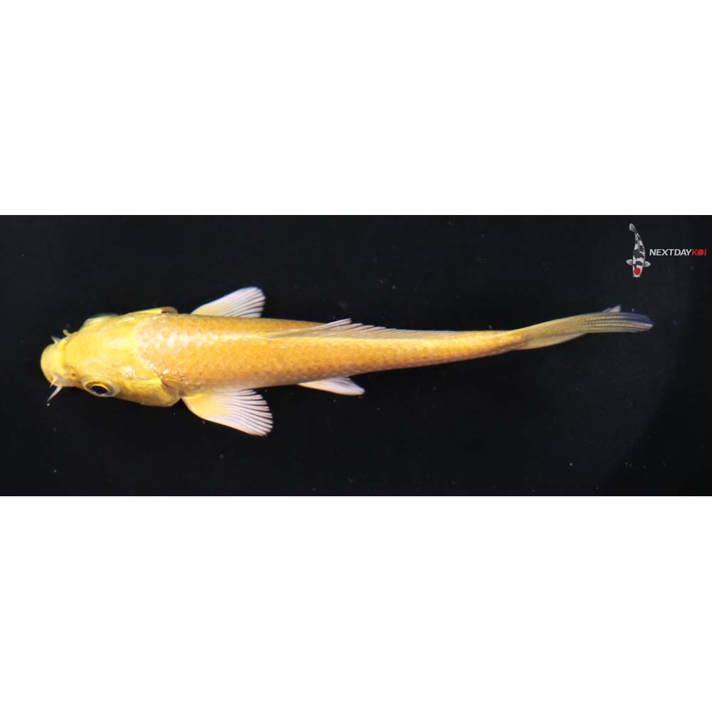 4.5” Imported Yamabuki Ogon