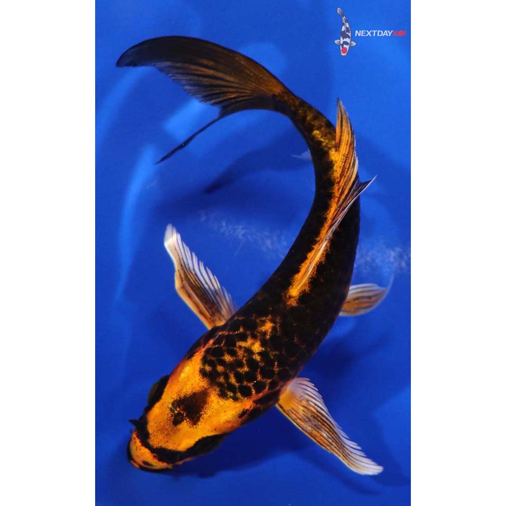5” Imported Orenji Matsuba Butterfly Koi