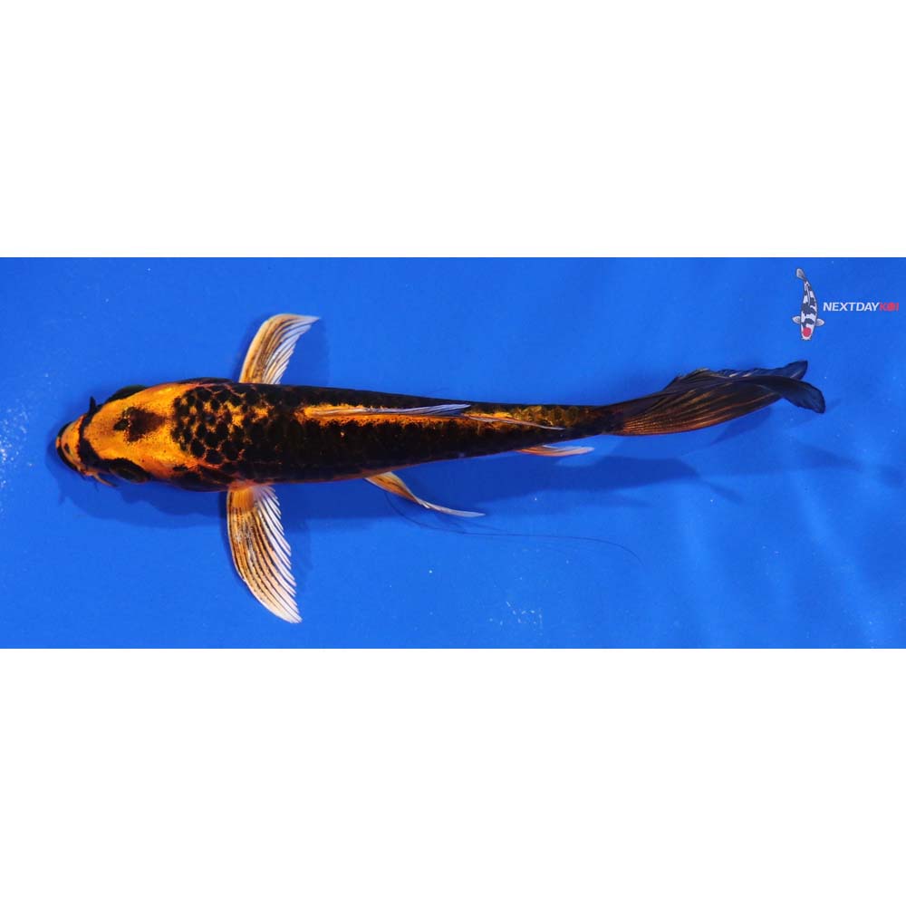 5” Imported Orenji Matsuba Butterfly Koi