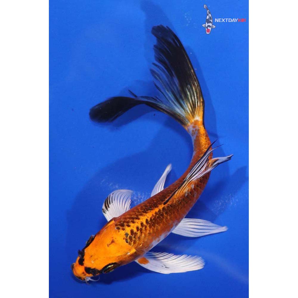 6” Imported Kujaku Butterfly Koi