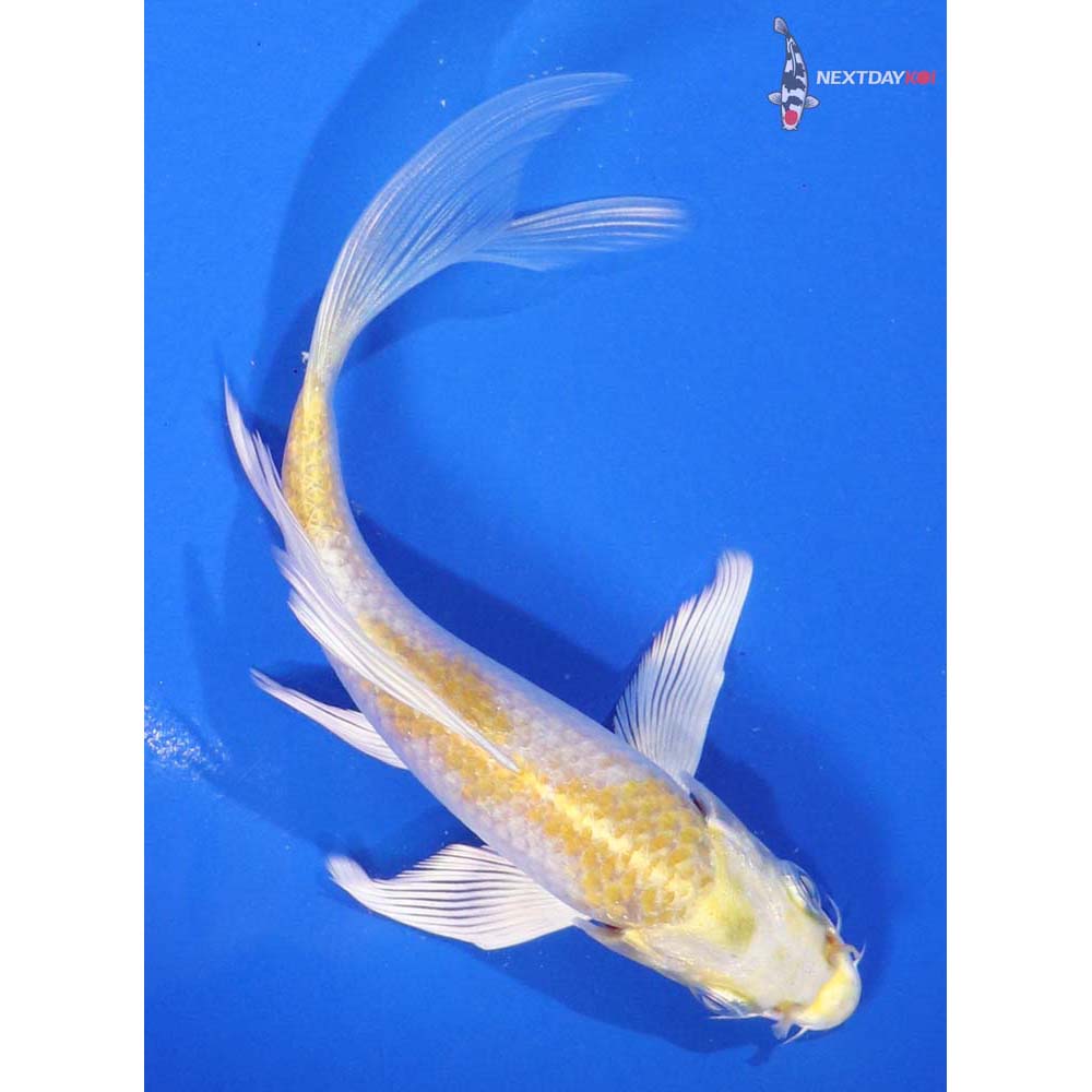 6” Imported Lemon Hariwake Butterfly Koi