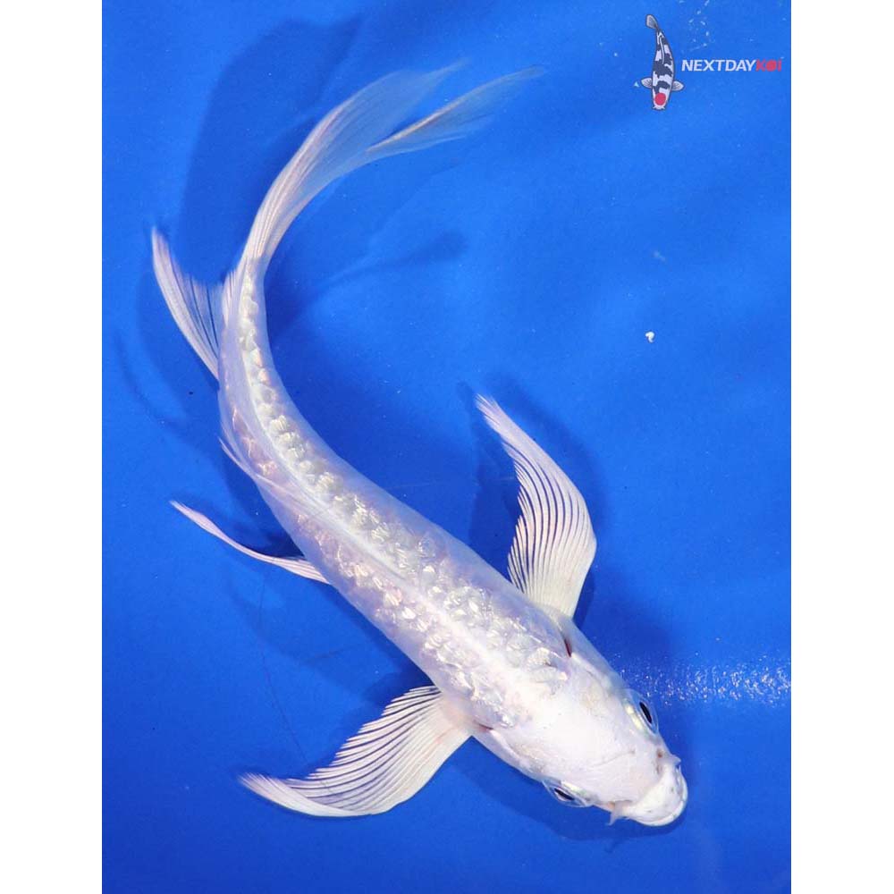 5.5” Imported Gin Rin Platinum Ogon Butterfly Koi