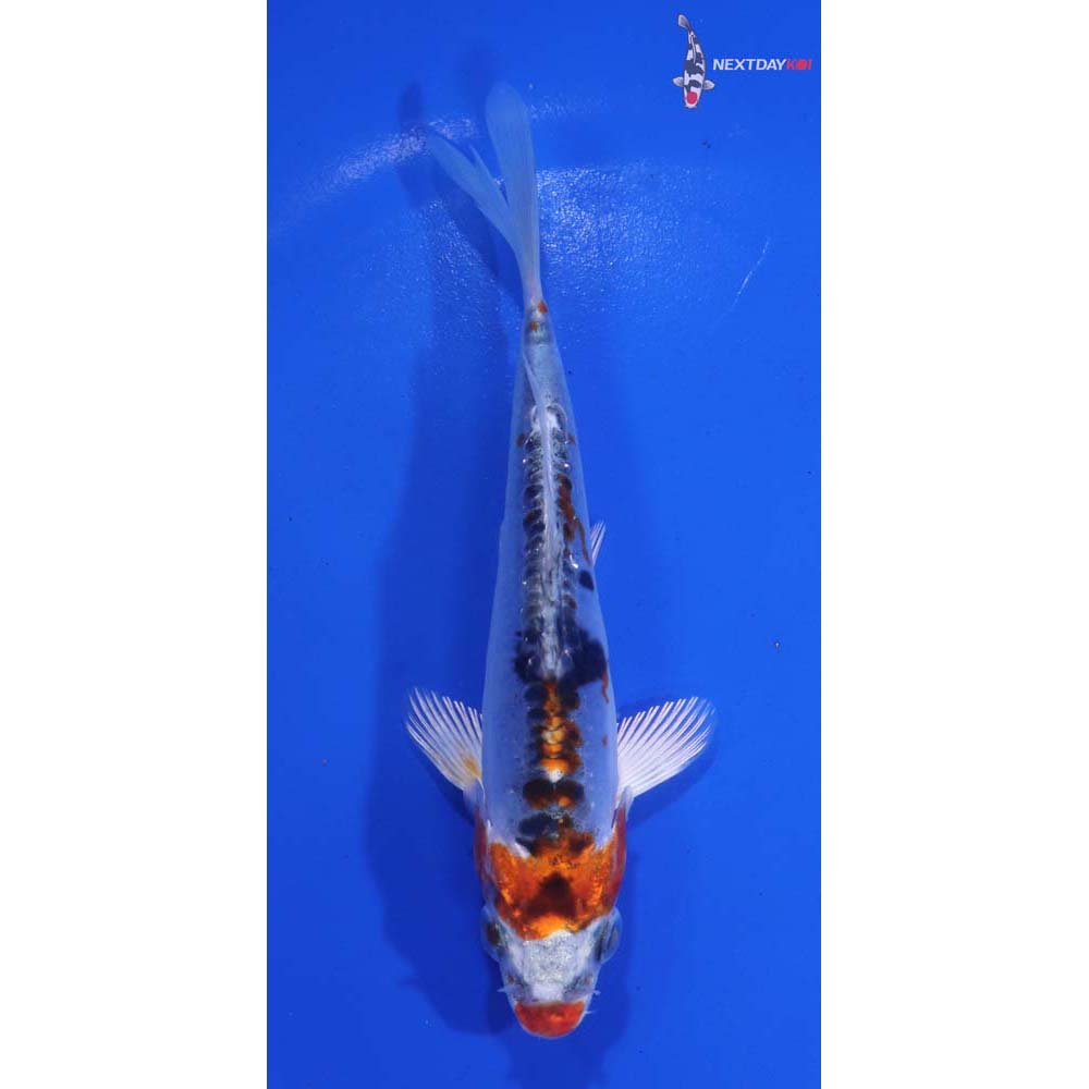 5” Imported Doitsu Kujaku