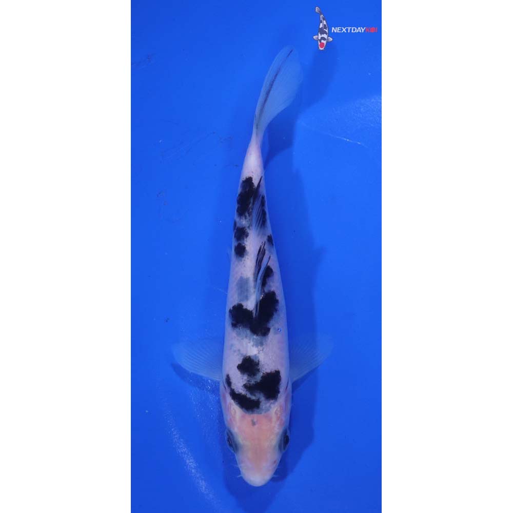 5” Imported Shiro Bekko