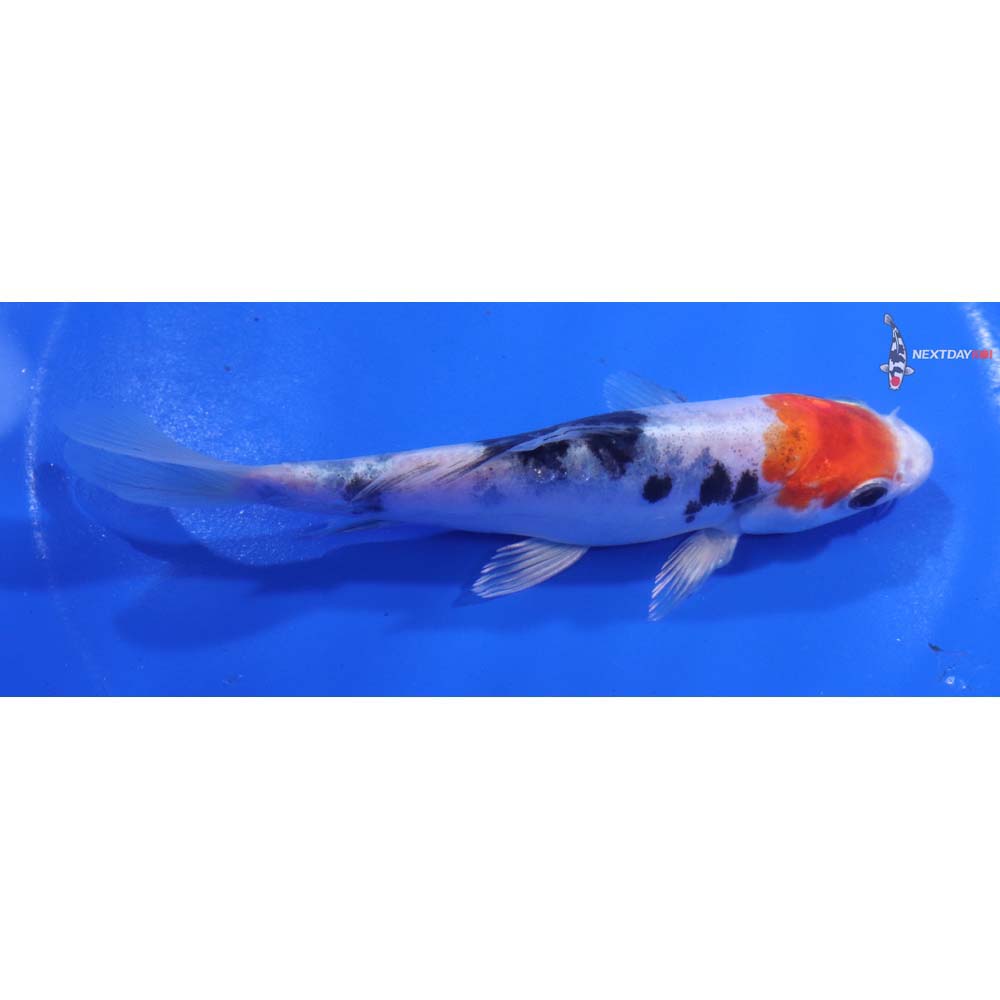 5.5” Imported Heisei Nishiki