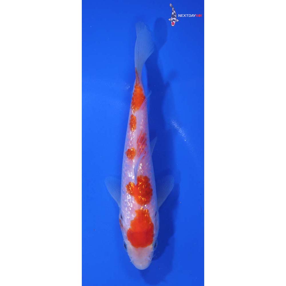 5.5” Imported Gin Rin Kohaku