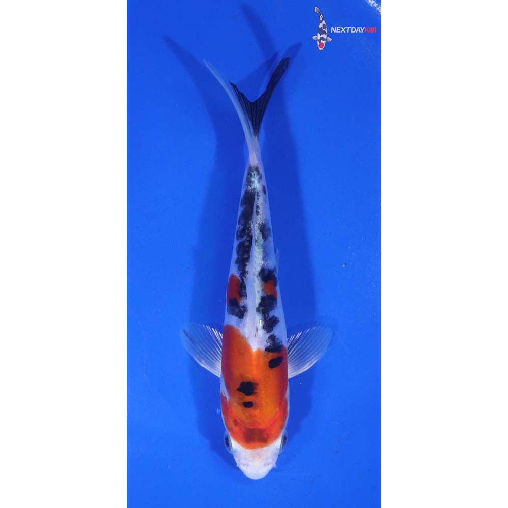 5.5” Imported Heisei Nishiki