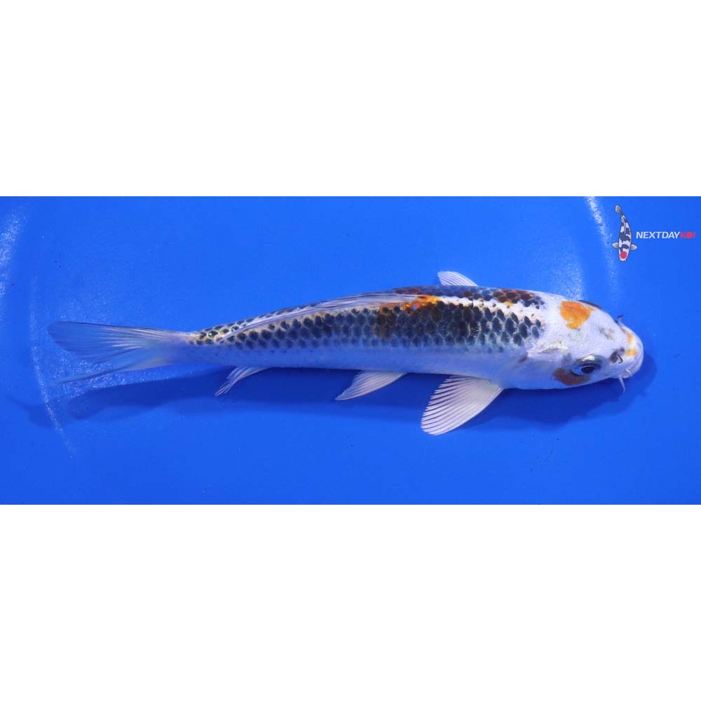 6” Imported Kujaku