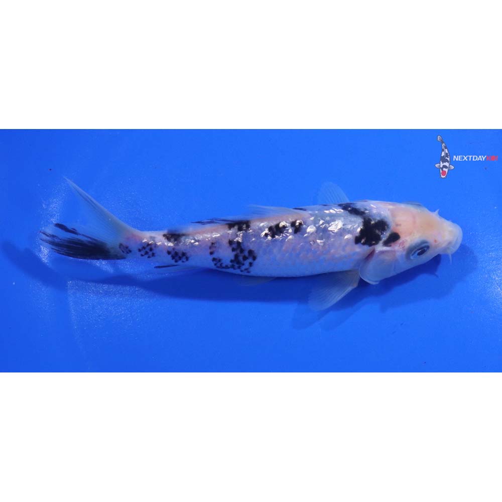5” Imported Gin Rin Shiro Bekko