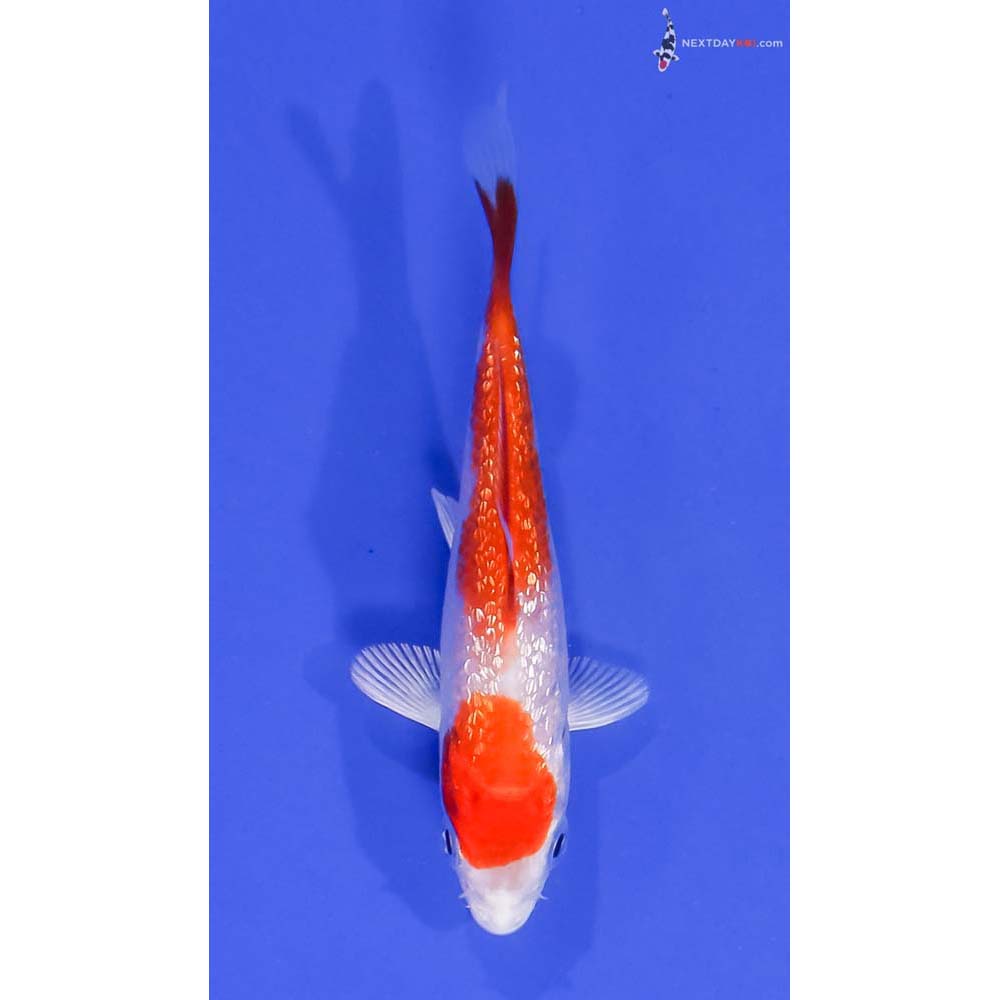 3.5” Imported Gin Rin Hariwake