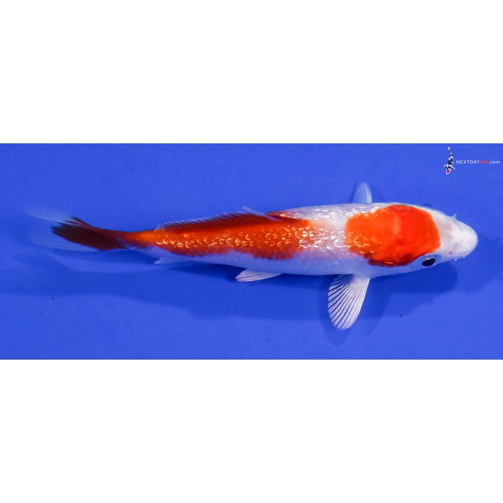 3.5” Imported Gin Rin Hariwake