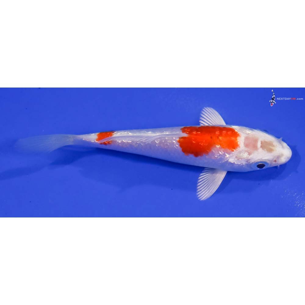 4” Imported Gin Rin Hariwake