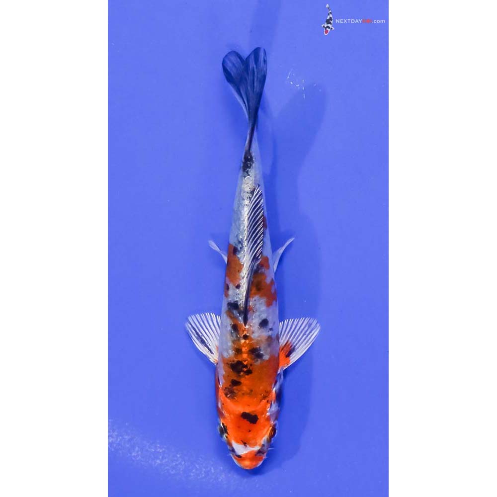 4” Imported Yamato Nishiki
