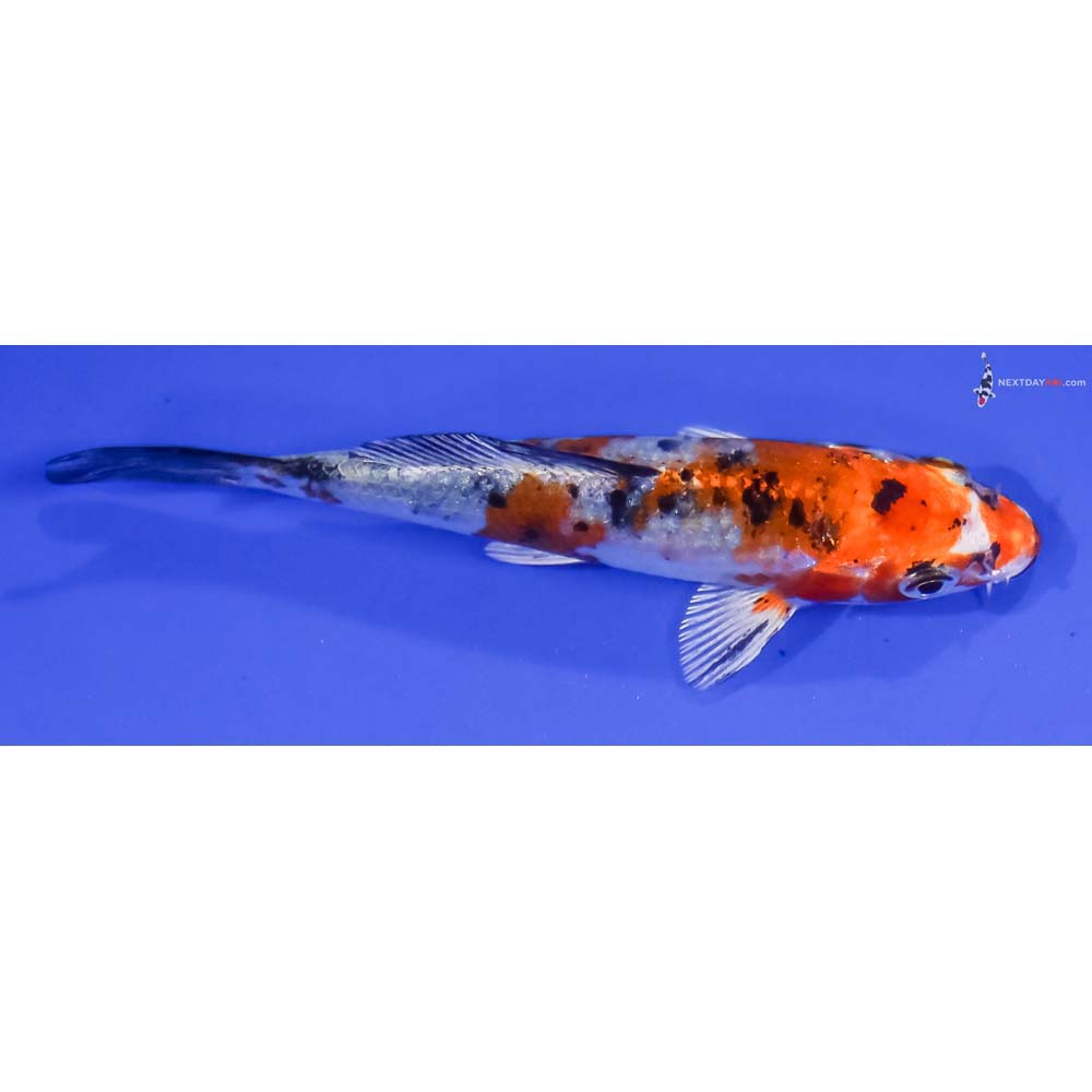 4” Imported Yamato Nishiki