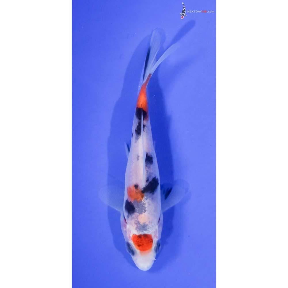 4” Imported Sanke