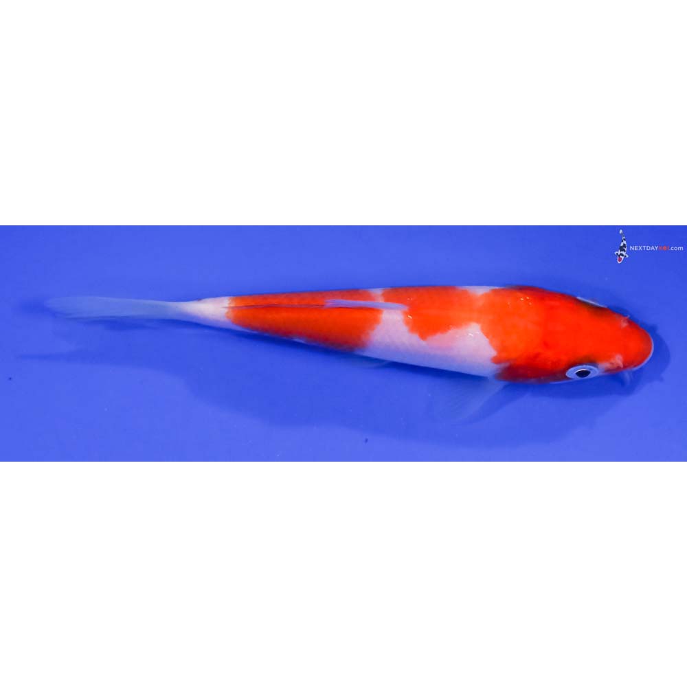 4.5” Imported Kohaku